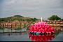 A huge 'water lily' on the lake